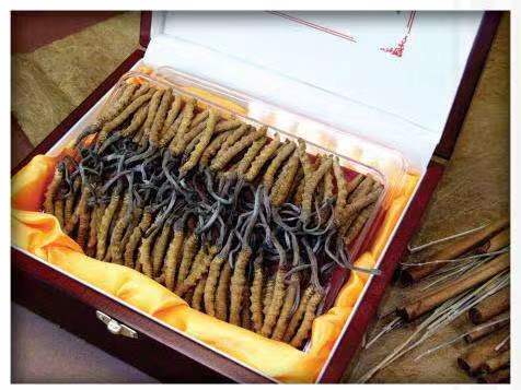 佛罗镇冬虫夏草回收